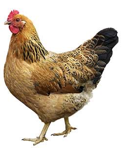 hen que es|connotative meaning of hen.